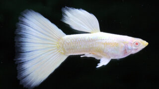 ◆ef-Guppy◆スーパーフルプラチナ ハイラウンドドーサル 若魚3ペア