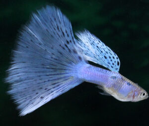 ◆ef-Guppy◆スーパーフルプラチナ ハイラウンドドーサル 成魚3ペア ◇ef-Guppy◇ ◇スーパーフルプラチナ ハイラウンドドーサル◇ 若魚3ペア