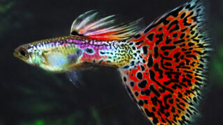 レインボーグラスMG_0309-